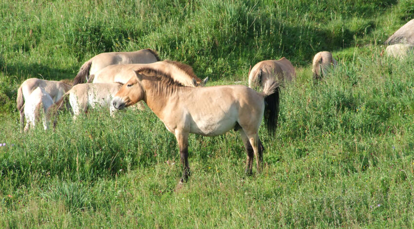 A herd of Przewalski's horses (Takhi) grazing on green steppe grasslands in Khustai National Park, Mongolia.