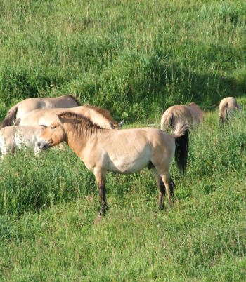 A herd of Przewalski's horses (Takhi) grazing on green steppe grasslands in Khustai National Park, Mongolia.