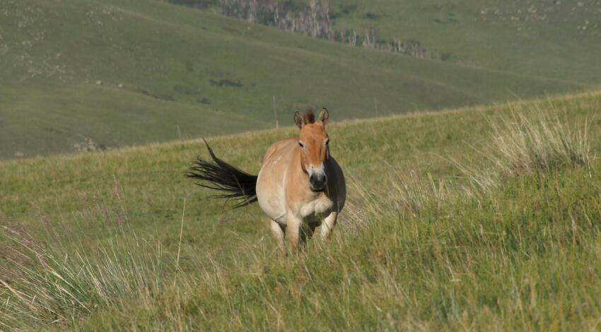 A lone Przewalski's horse  running freely across the grassy hillside in Khustai National Park, Mongolia.
