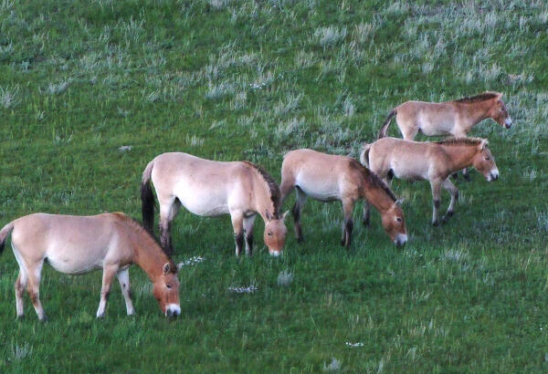 Six Przewalski's horses grazing on a green meadow.