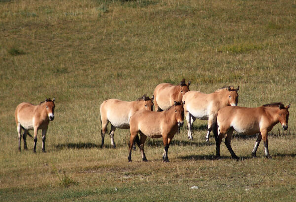 A herd of Takhi wild horses on the steppe.