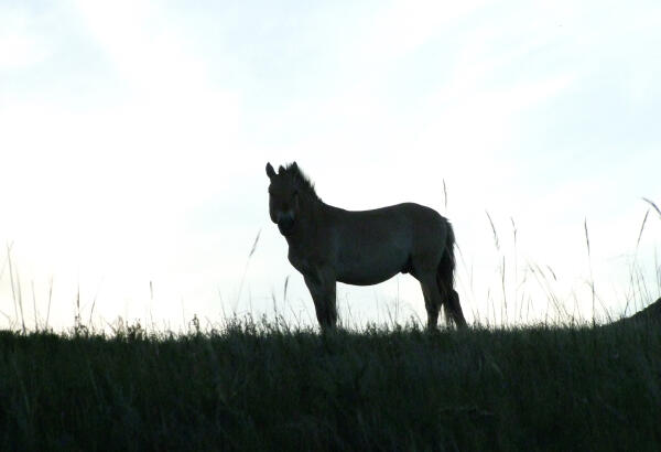 Silhouette of a Takhi wild horse standing on a grassy hill.