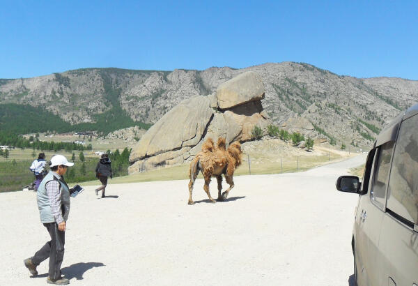 A Bactrian camel and tourists walk near the iconic Turtle Rock granite formation in Terelj National Park, under a blue sky.