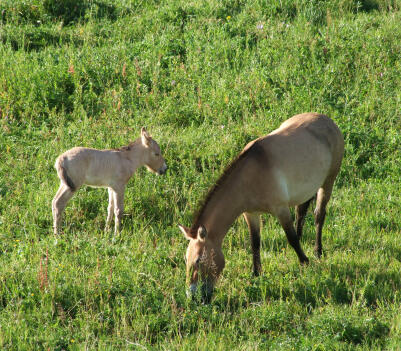 A Takhi wild horse with a foal grazing in a green meadow.