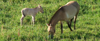 A Takhi wild horse with a foal grazing in a green meadow.